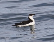 0J6A1562Razorbill