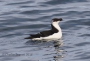0J6A1563Razorbill