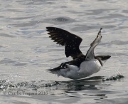 0J6A1584Razorbill