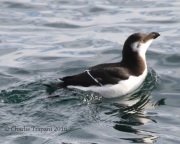 0J6A1653Razorbill