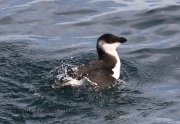 0J6A1680Razorbill