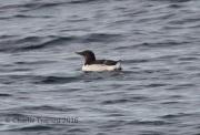 0J6A1716Common_Murre