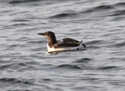 0J6A1761Common_Murre