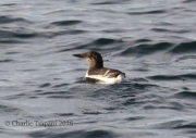 0J6A1788Common_Murre
