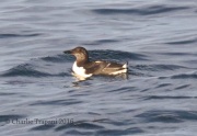 0J6A1809Common_Murre