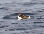 0J6A1810Common_Murre