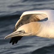 0J6A1839Northern_Gannet