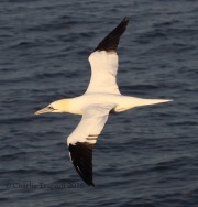 0J6A1849Northern_Gannet