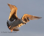 0J6A1895Great_Blacke-Backed_Gull