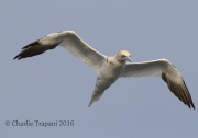 0J6A8995NorthernGannet