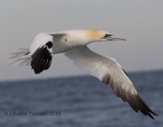0J6A9158Northern_Gannet
