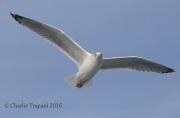 0J6A9242_Gull