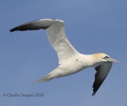 0J6A9287Northern_Gannet