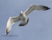 0J6A9361Herring_Gull