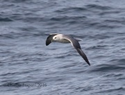 0J6A9501Northern_Fulmar