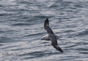 0J6A9528Northern_Fulmar
