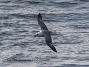 0J6A9529Northern_Fulmar