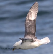 0J6A9574Northern_Fulmar