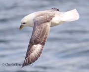 0J6A9575Northern_Fulmar