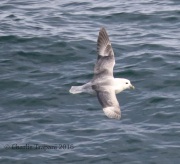 0J6A9581Northern_Fulmar