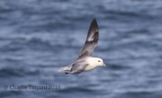 0J6A9673Northern_Fulmar