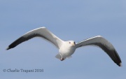 0J6A9709Greater-Black-Backer_Gull