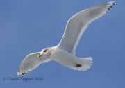 0J6A9725Iceland_Gull