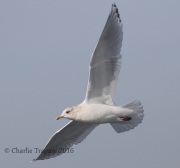 0J6A9741Iceland_Gull