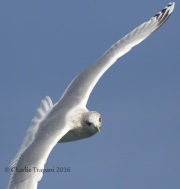 0J6A9750Iceland_Gull