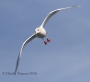 0J6A9753Iceland_Gull