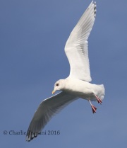 0J6A9755Iceland_Gull