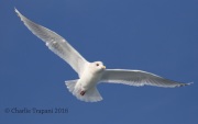 0J6A9784Iceland_Gull