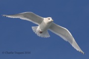 0J6A9785Iceland_Gull