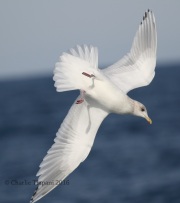 0J6A9816Iceland_Gull