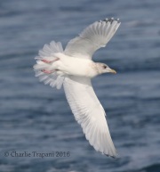 0J6A9908Iceland_Gull