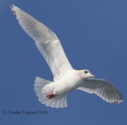 0J6A9923Iceland_Gull