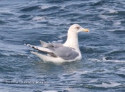 0J6A9935Iceland_Gull