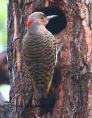 0J6A8112Northern_Flicker