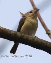 0J6A8232Warbling_Vireo