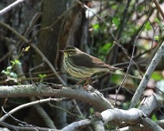 0J6A8480Northern_Waterthrush