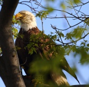 0J6A8528Bald_Eagle
