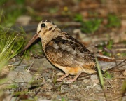 0J6A8556American_Woodcock