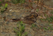 0J6A8563Eastern_Whip-poor-will