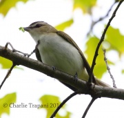 0J6A8682Red-Eyed_Vireo