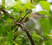 0J6A8689Red-Eyed_Vireo