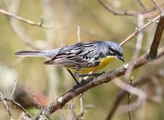 0J6A8696Kirtland's_Warbler
