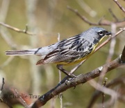 0J6A8698Kirtland's_Warbler