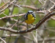0J6A8712Kirtland's_Warbler