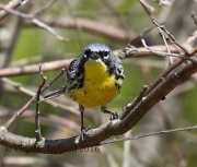 0J6A8713Kirtland's_Warbler
