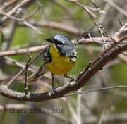 0J6A8714Kirtland's_Warbler